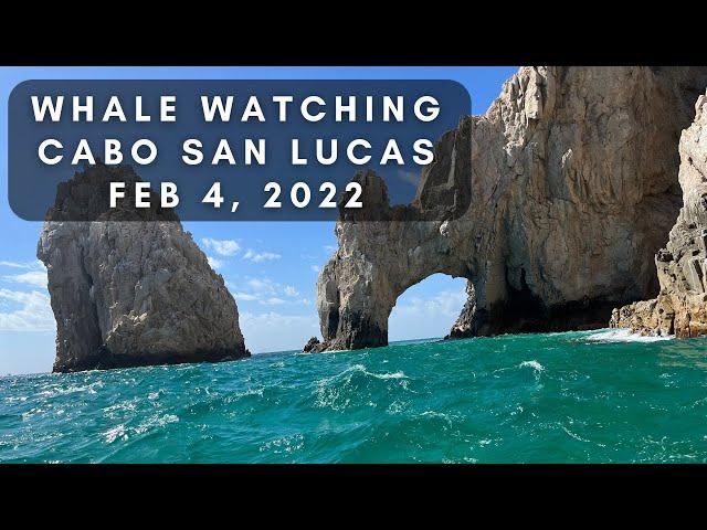 Humpback Whale Watching in Cabo San Lucas