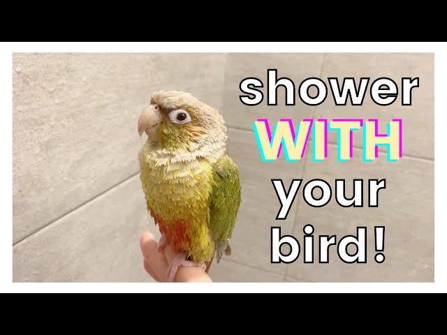 HOW TO SHOWER WITH YOUR BIRD! | Do You Shower With Your Bird?