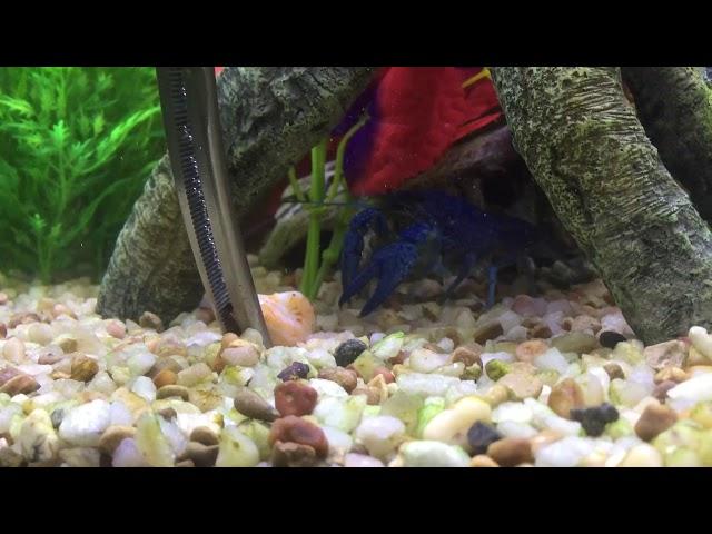 Blue Lobster Feeding. "Teddy"