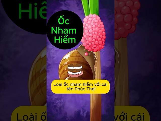Ốc Nham Hiểm | Gino Nguyễn #kienthuc