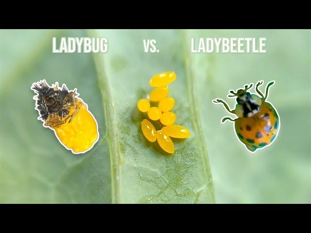 The Life Cycle Of A Ladybug…and my unpredictable experience hatching what I thought was a spider