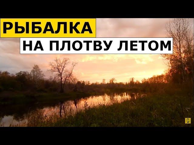 Ловля Плотвы (Чебака) Летом на Удочку (Донка). На Что Ловить Плотву (Червь, Перловка)?