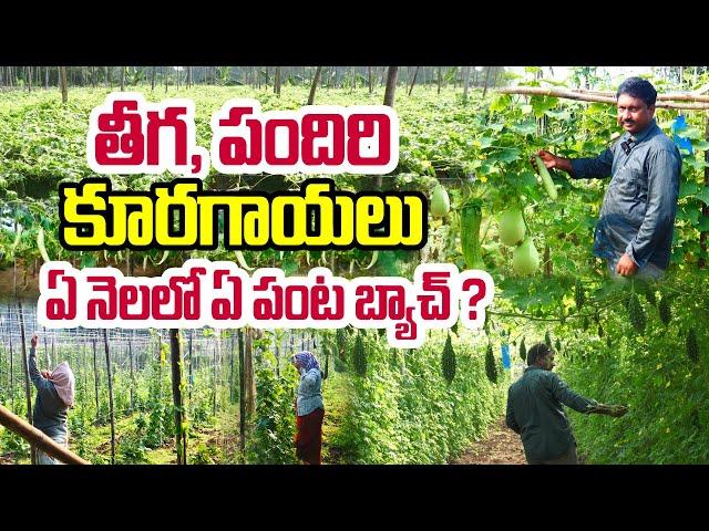 కూరగాయల సాగుతో లక్షల ఆదాయం | Meesala Ramakrishna #vegetablefarming  #organic vegetables #vegetables