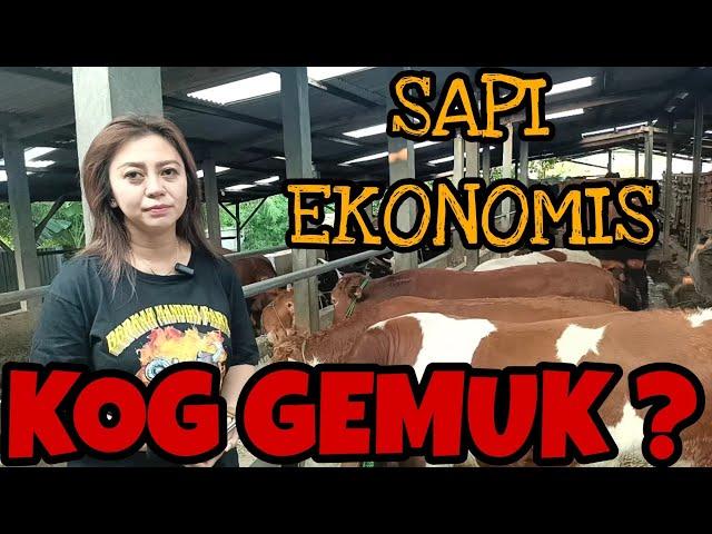 KOG KELAS EKONOMIS GEMUK-GEMUK !! BERKAH MANDIRI FARM