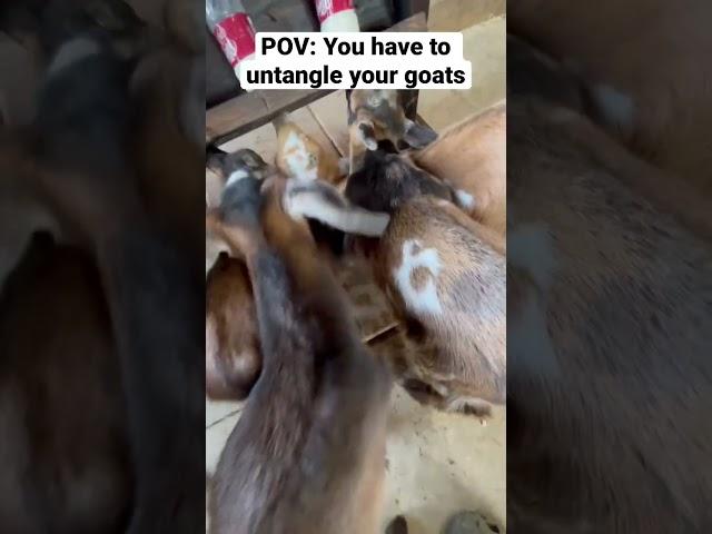 Untangling Baby Goats