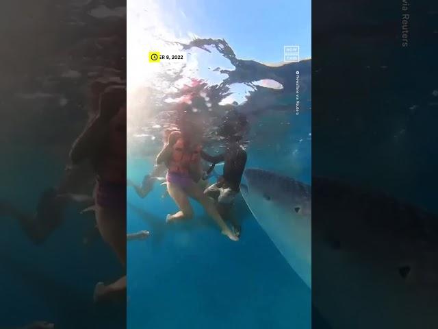 Whale Shark 'Nibbles' Snorkelers in the Philippines