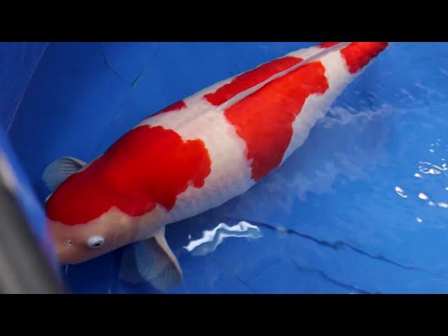 Kohaku Koi variety in 8 minutes | Koi documentary