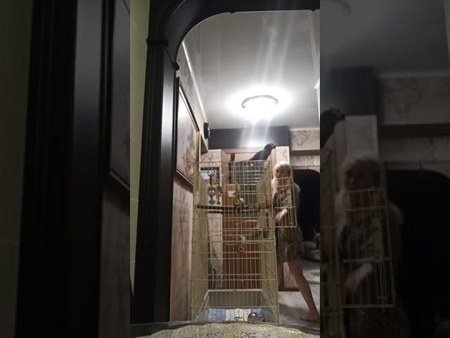 Жако Гоша за Путина #россия #путин #shorts #africangrey #tiktok #trending  #reels