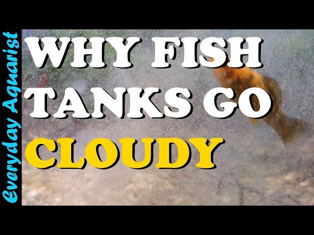 4 Reasons Fish Tank WATER Goes CLOUDY And How To CLEAR IT