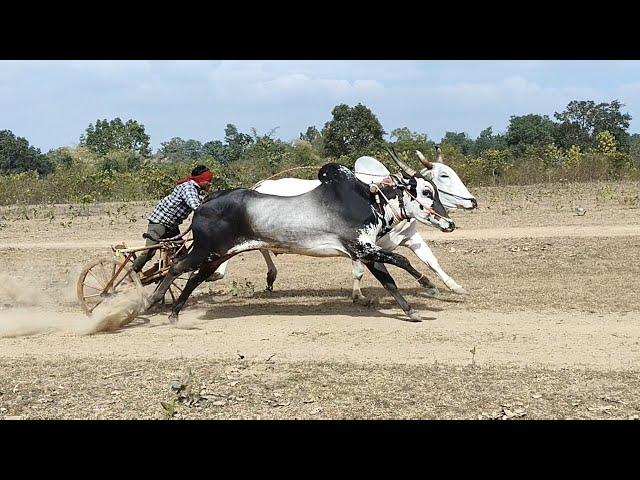 अजीम पटेल बिहिरिया चिमटा और डुंगरिया वाला बैलजोड़ी दौड़ मैली पट ox race maili