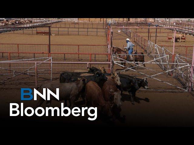 Canadian cattle herds dry up