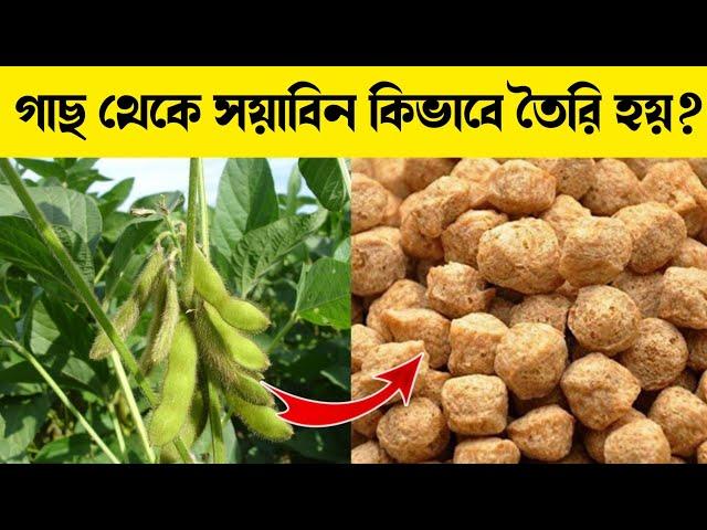 গাছ থেকে সয়াবিন কিভাবে তৈরি হয়? How soyabean is made in Factory in Bengali