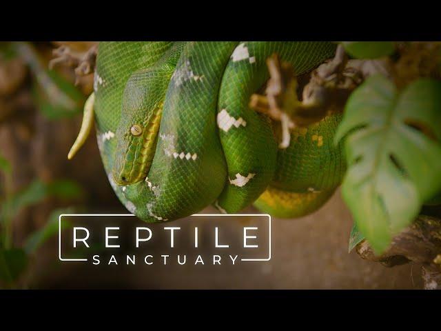 The Largest Reptile Sanctuary in the United States | PARAGRAPHIC