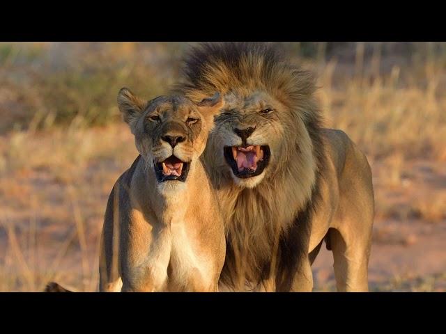 Kgalagadi Transfrontier National Park - Löwenfamilie im goldenen Licht