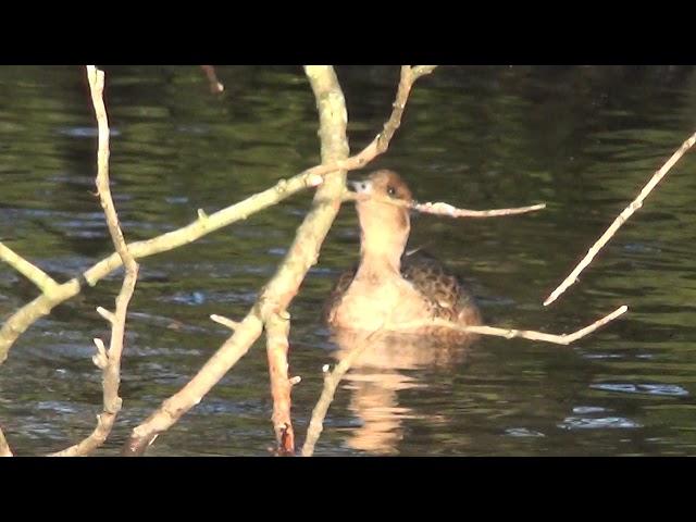 Eurasian Wigeon, Alexandra Park, Oldham, Greater Manchester