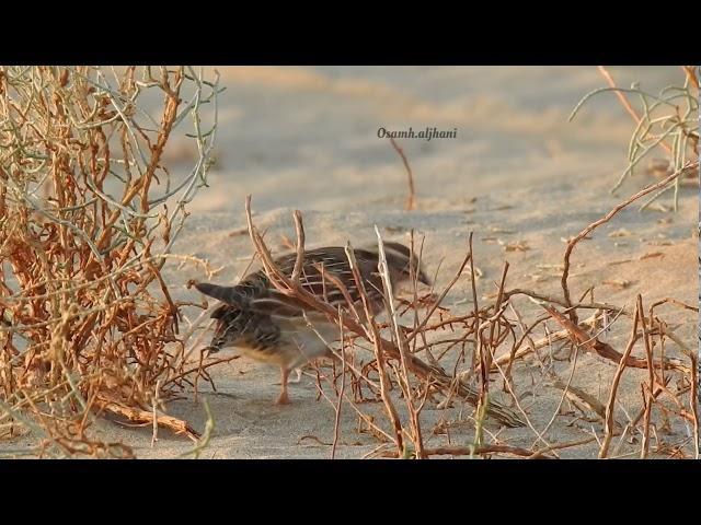 مقناص سمان 2019