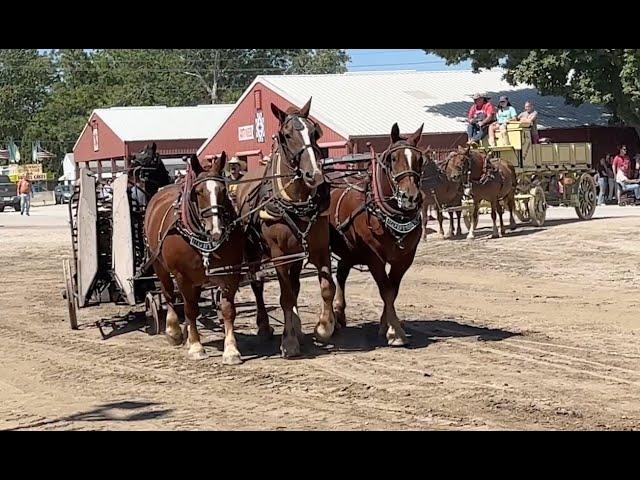 2023 Old Threshers Reunion Horses