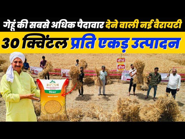 बंपर पैदावार और खाने के लिए सबसे बेस्ट गेहूं की वैरायटी  Veer Wheat Nuziveedu Seeds 