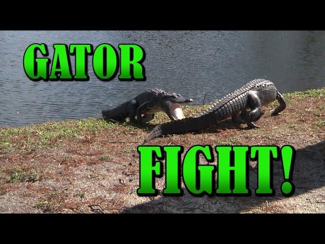 Alligators fighting | Close Up - INTENSE RAW video! | Gator Fight | Crocodile vs Crocodile