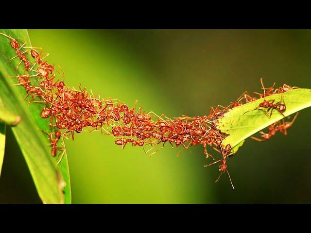 5 Умнейших насекомых в мире