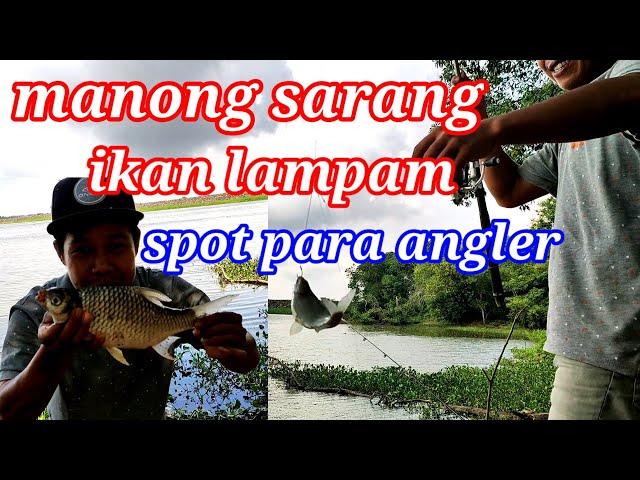 Mancing Ikan Lampam,hampala,Tasik manong|| umpan dedak itik campur perisa pandan+anggur