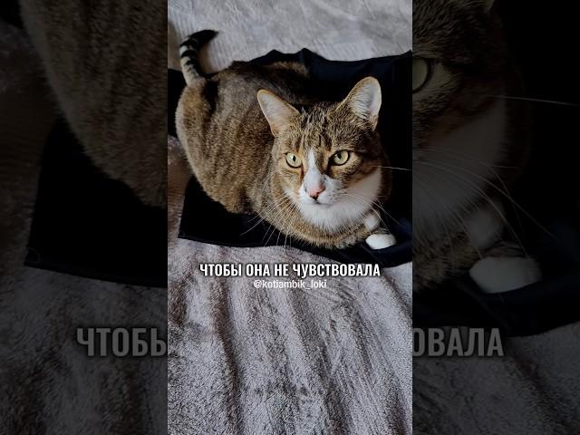 РАЗГОВОР С АЛИСОЙ: ЗАЧЕМ ЛЁГ НА ФУТБОЛКУ? #котики #юмор #животные
