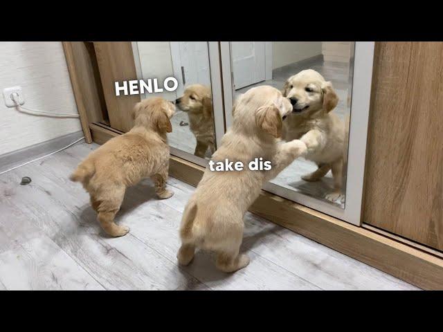 Golden Retriever Puppies Battle Their Mirror Reflections