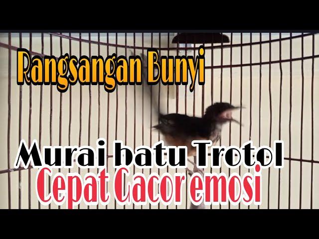 SIULAN & CETREKAN MURAI BATU U 3 BLN..PQNCINGAN CEPAT NGEPLONG