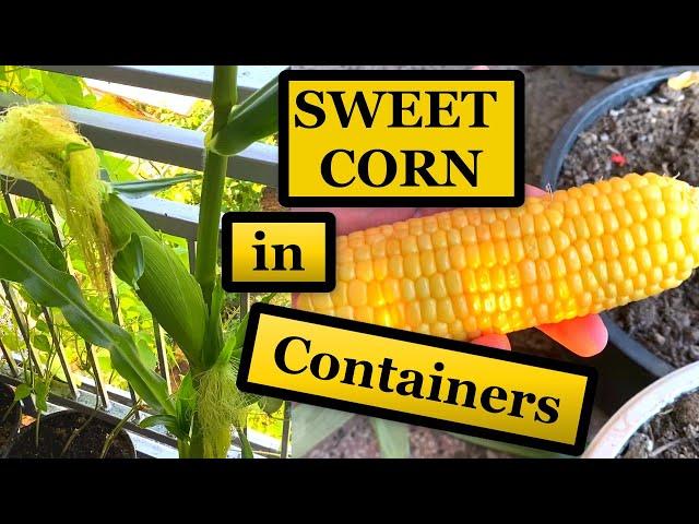 How to Grow Corn in Containers  [Seed to Harvest]