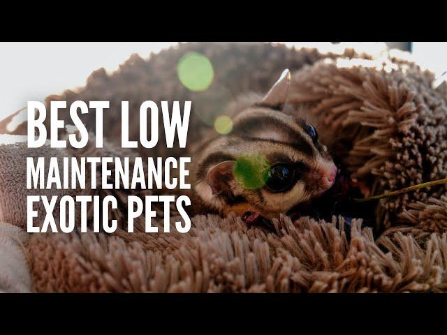 21 Best Exotic Pets That Are Low-Maintenance