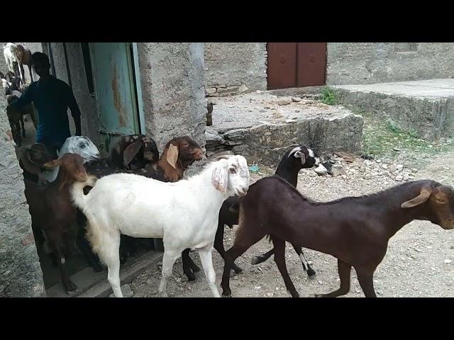 DAYMA GOAT FARM Ajmer Rajasthan all India supplier contact me 9649567379