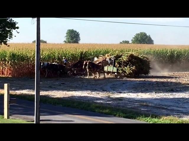 Amish silo filling