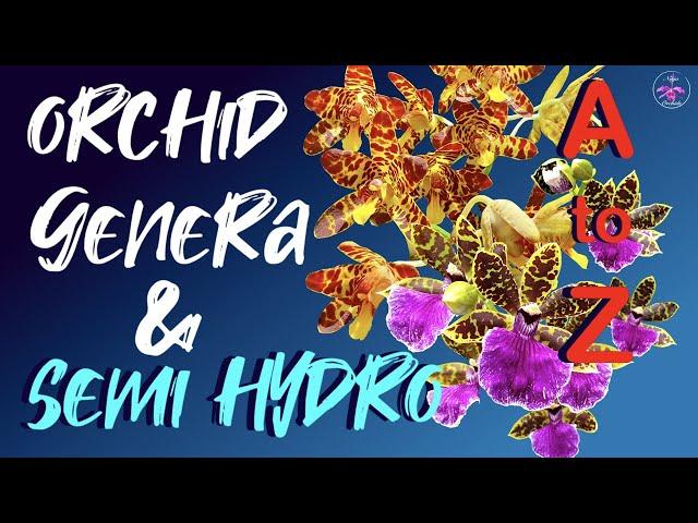 How to grow every Orchid Genera in Semi Hydro | Organic & Inorganic media #ninjaorchids semihydro