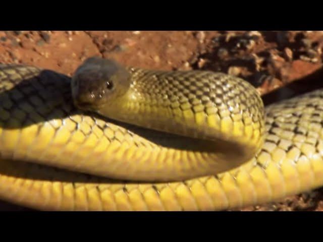 Up Close with the Most Venomous Snake on Earth! | Deadly 60 | BBC Earth