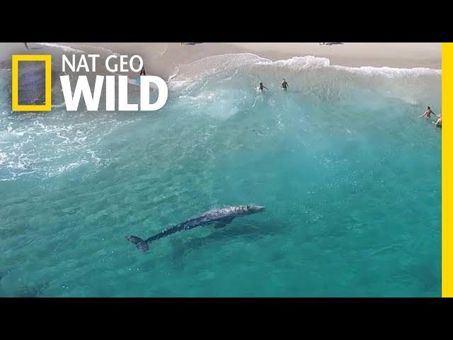 Whale Hello! See a Gray Whale Swim with People | Nat Geo Wild