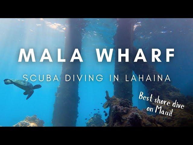 BEST SHORE DIVE ON MAUI!  ||  Scuba Diving at Mala Wharf