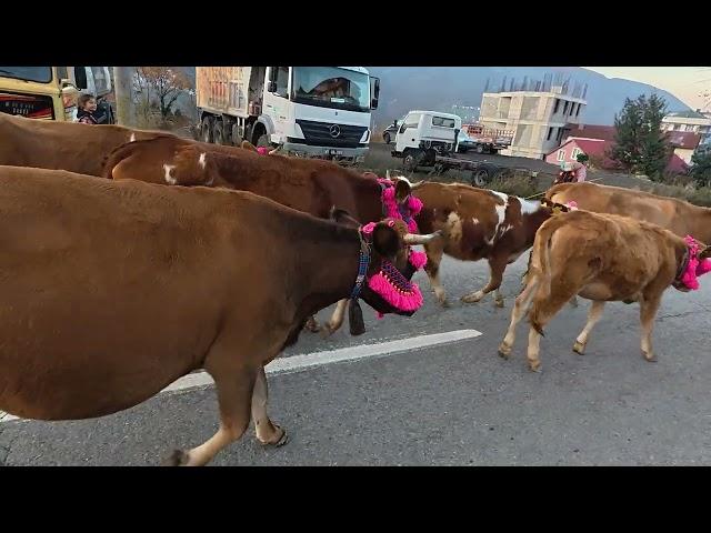 Haçka Yaylasından İlçe Merkezine Yayla Göçü, 17.11.2024, Düzköy/Trabzon