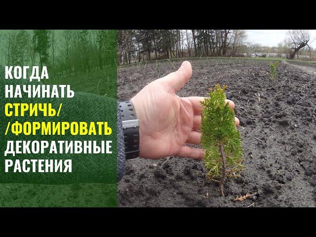 Когда начинать стричь // формировать декоративные растения.