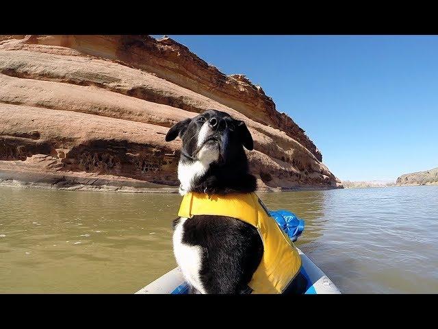 Paddle Pup: Kayaking Ruby-Horsethief Canyon on the Colorado River