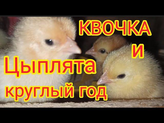 Цыплята в курятнике без отопления/Куры уходят в наседки... 