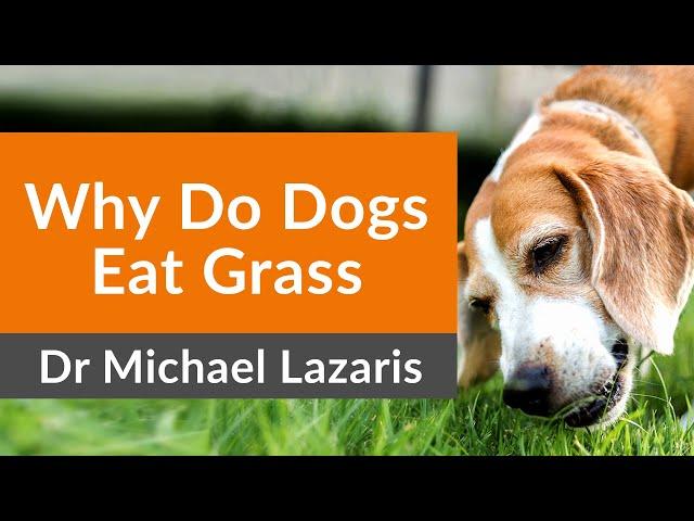 ANSWERED: Why Dogs Eat Grass