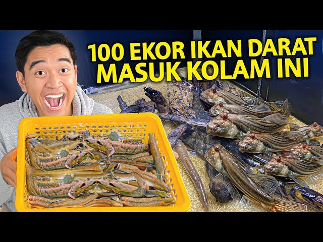 100 EKOR IKAN TEMBAKUL YANG HIDUP DI DARAT MASUK KE KOLAM YANG AKU BUAT INI! BANYAK BANGET!