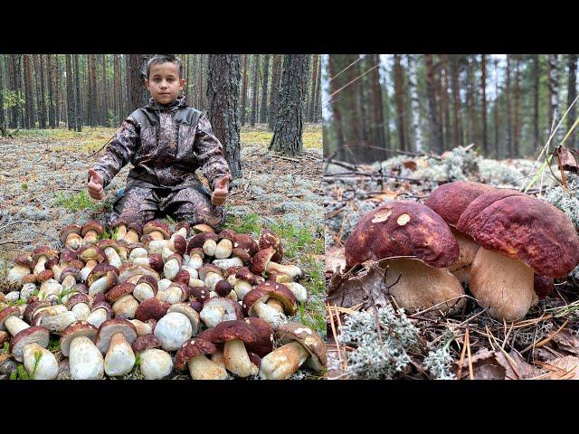 БОРОВИКИ РАСТУТ ПОЛЯНАМИ! МОРЕ БЕЛЫХ ГРИБОВ, ВЫ ТОЛЬКО ПОСМОТРИТЕ!