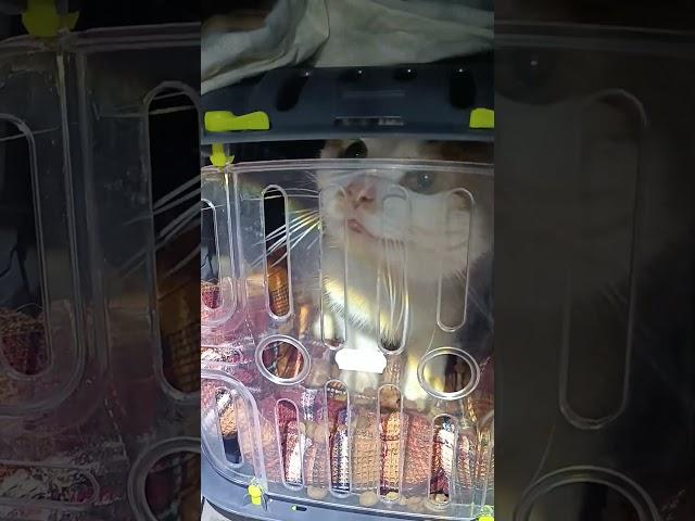 Сонечку удалось достать из закрытого подвала. (Видео ранее)