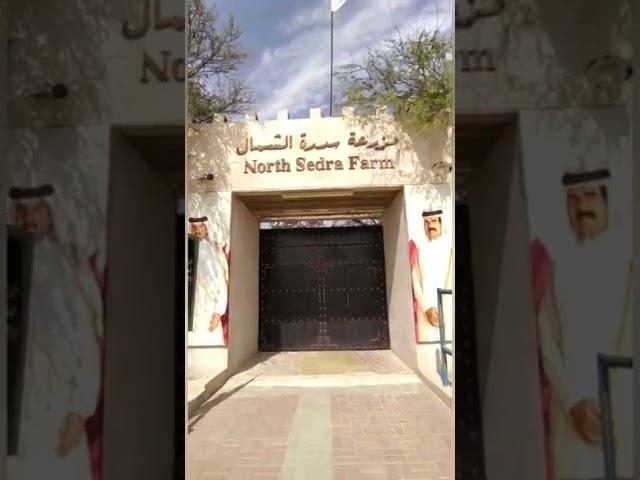 North sedra farm Qatar vlog #qatar #trip #vlog #farming