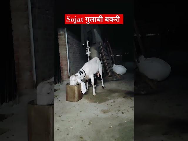 #goatfarminginindia #beetalgoat #bakramandi #sojatfemale #beetalgoat #goatfarmrajasthan #goatfarming