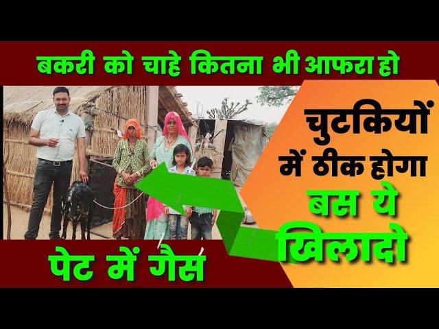 बकरी के पेट में गैस का चमत्कारिक इलाज Bakri Ke Pet Me gas ke Gharelu upay