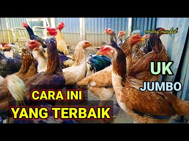 Baru Tau Cara Ini Yang Terbaik Selama Beternak Ayam