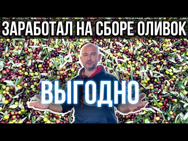 Сколько я заработал на сборе оливок в Италии. Выгодно!