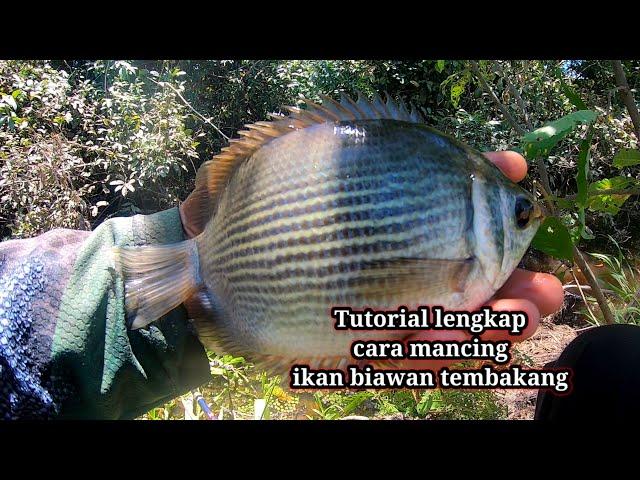 Asli tanpa setingan.! Gunakan umpan roti mancing ikan tembakang atau biawan